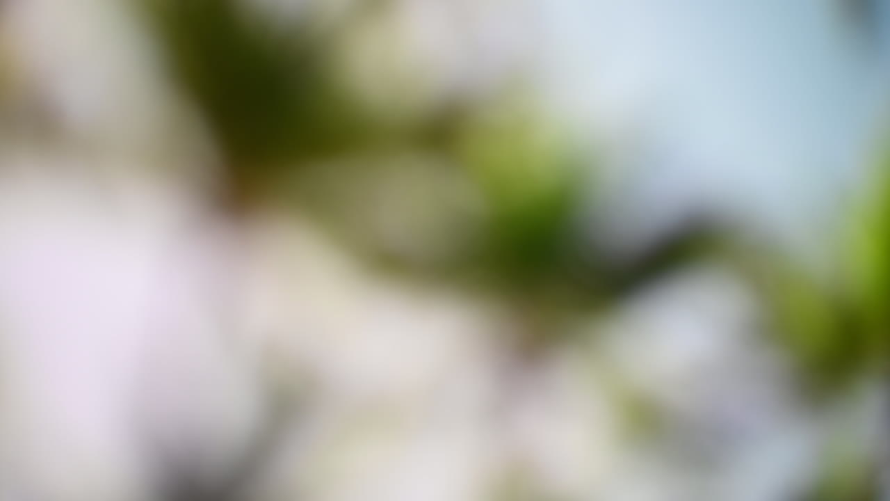 Abstract blurred background with green and white nature tones