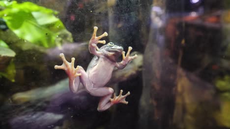 tree frog on aquarium glass