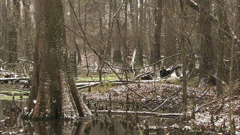 snow in swamp in eastern north carolina