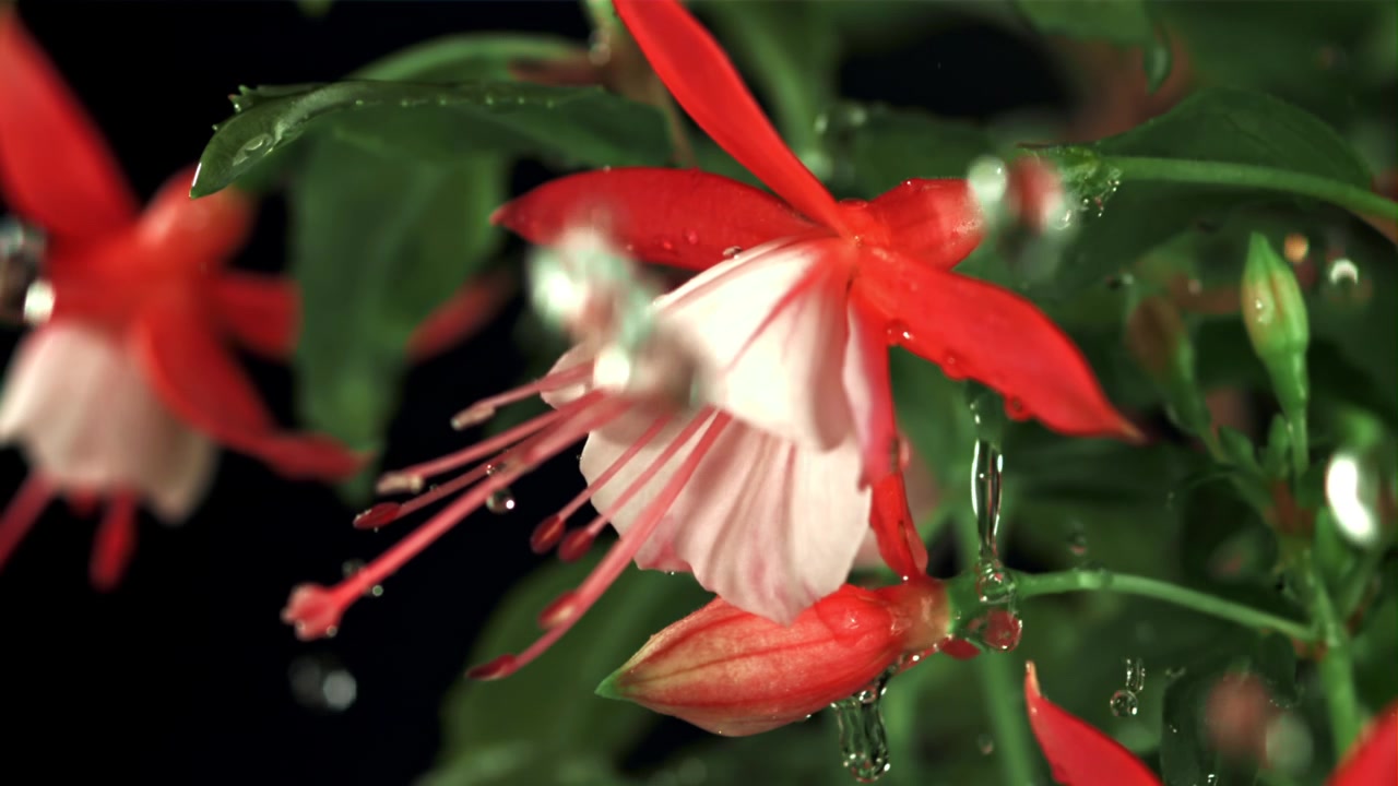 Gocce d'acqua in super slow motion che cadono su un fiore di fucsia rosso e bianco