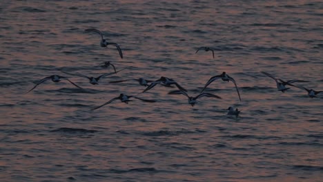 seagulls flying into against the ocean at sunset, wide shot zoom in