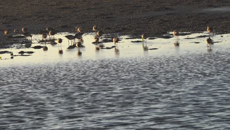 aves costeras migratorias forrajeando en las aguas ricas en nutrientes de la bahía de monterey, california durante el invierno