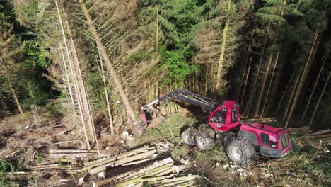 equipo de tala en acción en el bosque