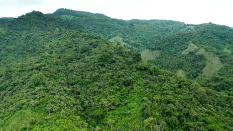 panoramic-shot-of-a-green-forest