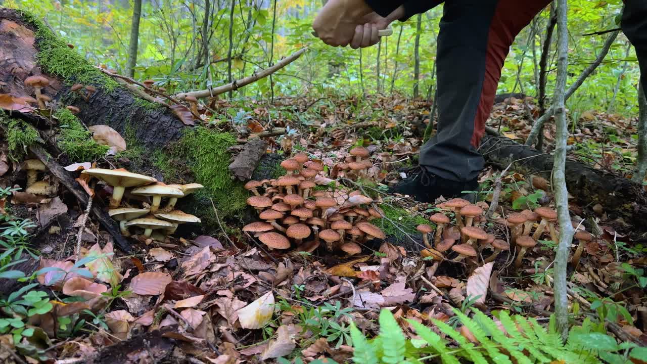 Man gathering and cleaning wild honey fungus (ghebe) mushrooms in forest, surrounded by nature