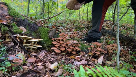 man gathering and cleaning wild honey fungus (ghebe) mushrooms in forest, surrounded by nature