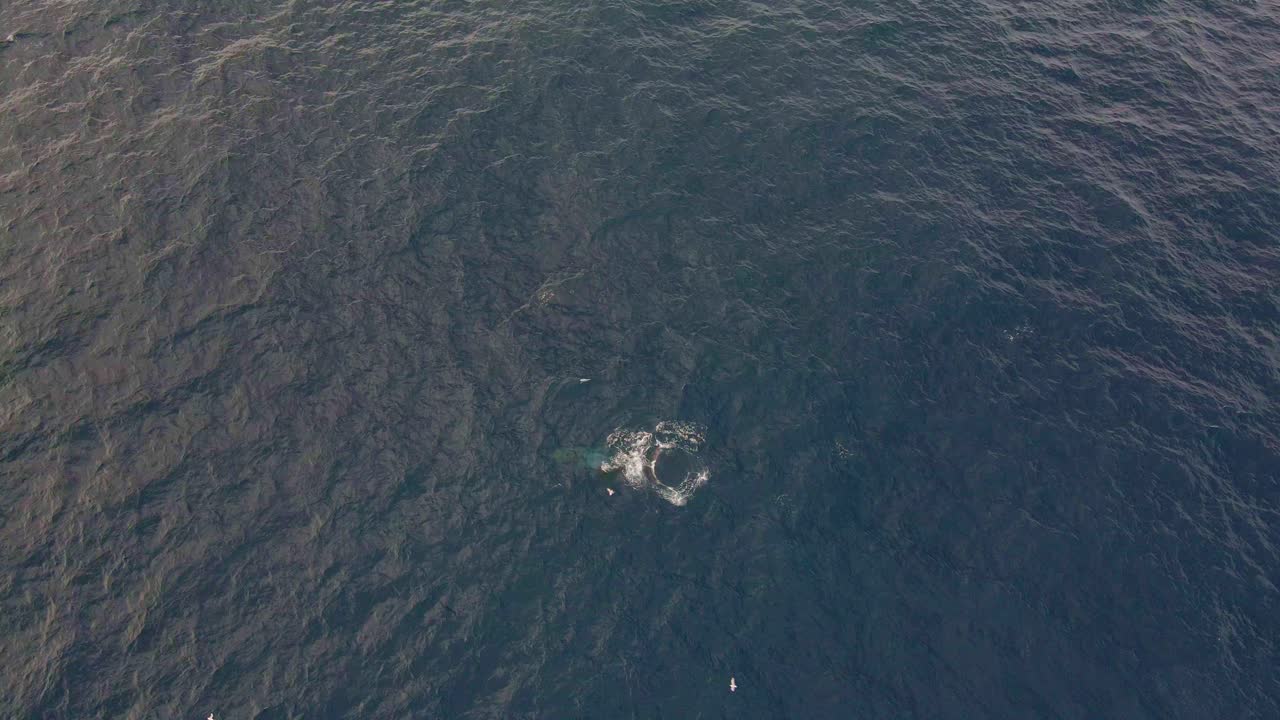 호주 뉴사우스웨일스주 본다이 해변 근처의 깊고 푸른 바다에서 다이빙하는 혹등고래의 공중 전망