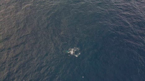 Aerial-View-Of-Humpback-Whale-Spotted-Diving-In-Deep-Blue-Sea-Near-Bondi-Beach,-NSW,-Australia