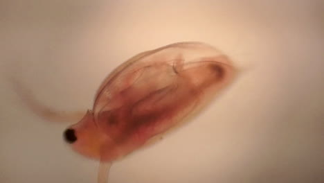 microscopic view of daphnia, a small crustacean