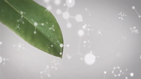 animación de moléculas flotando sobre la hoja