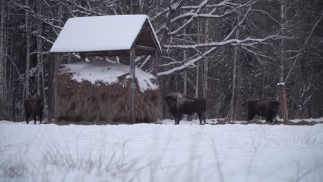 grouo of three wild european bison in the forest of bialowieca national park, poland at winter