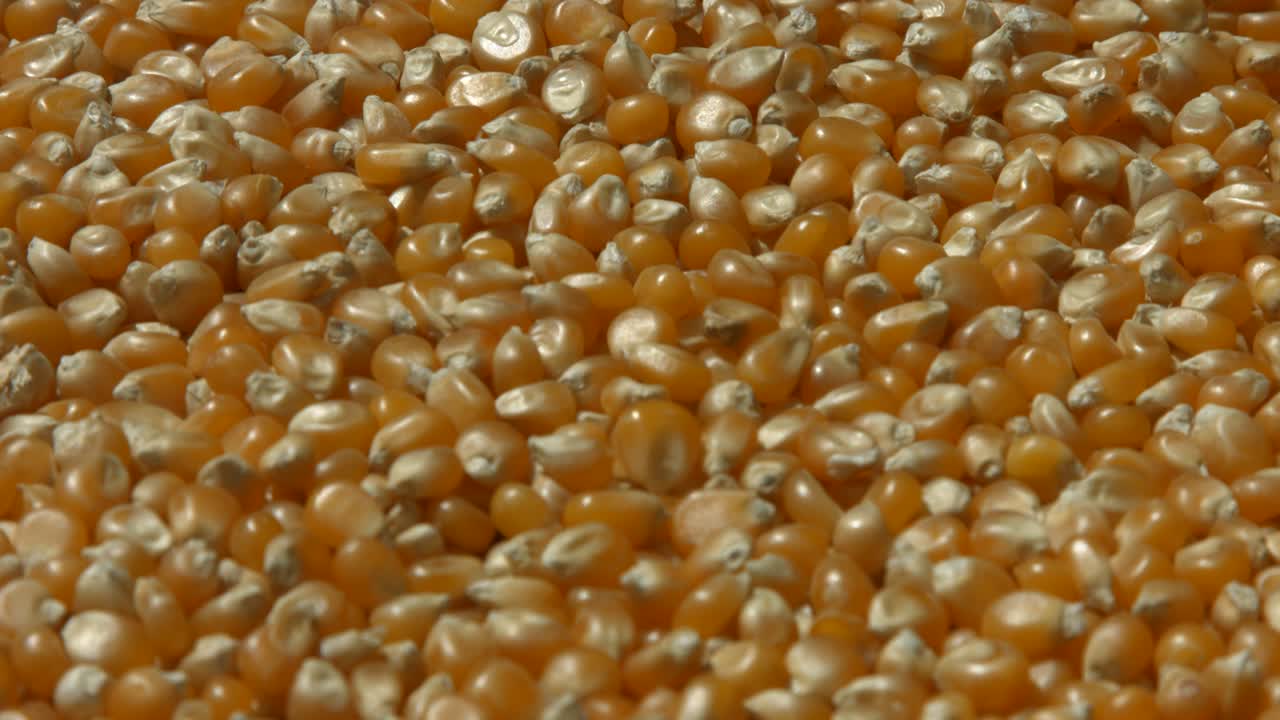 granos de maíz dispuestos 4k