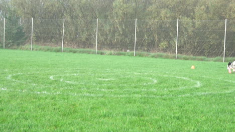 Slowmo,-Hund-Springt,-Um-Frisbee-In-Der-Nähe-Von-Konzentrischen-Kreisen-Zu-Fangen,-Die-Auf-Gras-Gemalt-Sind