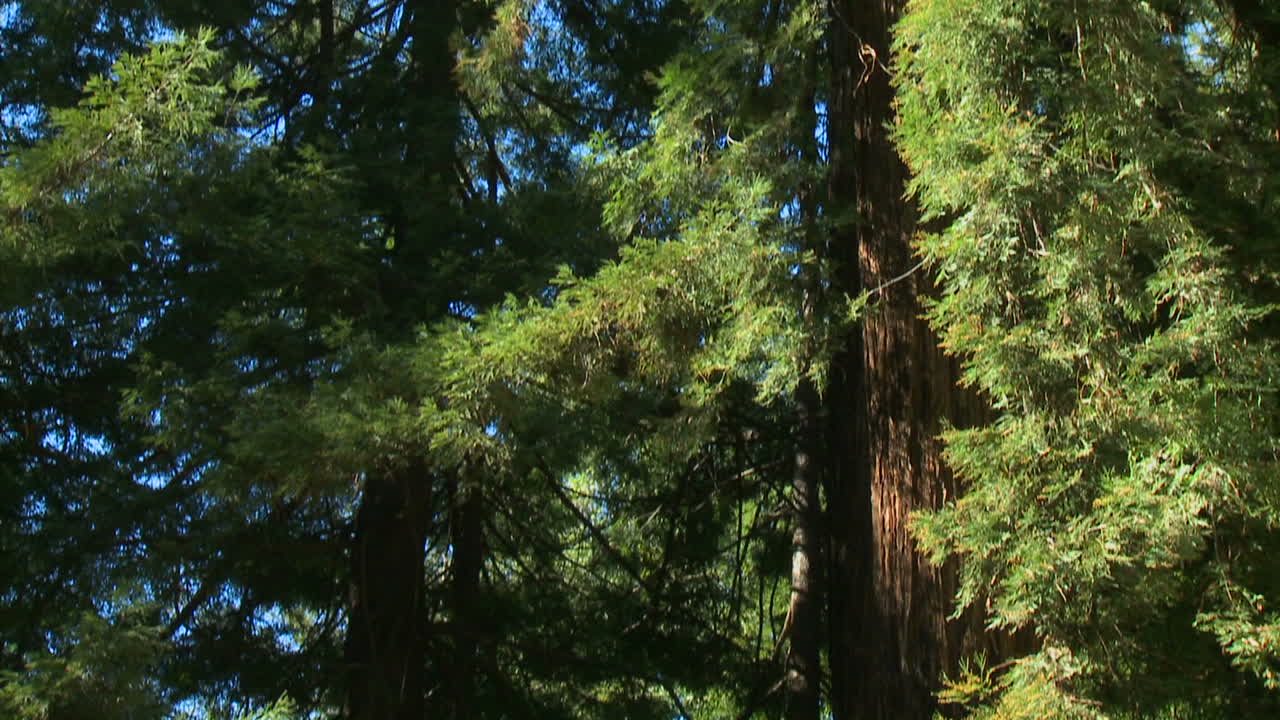 secuoyas en big sur california 1