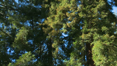 sequoia trees in big sur california 1