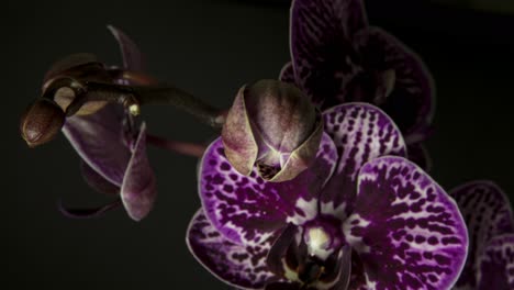 Nahaufnahme-Einer-Violetten-Orchideenblüte-Im-Zeitraffer-Auf-Dunklem-Hintergrund