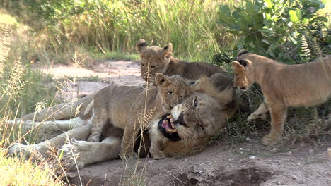 Lion-cubs-play-and-show-affection-for-their-dad-who-is-trying-to-take-a-nap