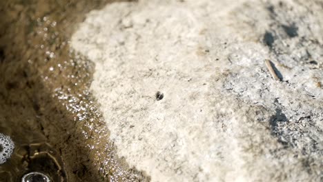 Slow-motion-view-of-single-fly-on-white-rock-wet-from-water-brushing-against-from-stream