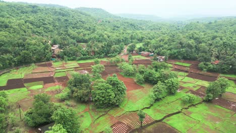 Pequeño-Pueblo-En-El-Bosque-Verde-Vista-De-Pájaro-En-Konkan