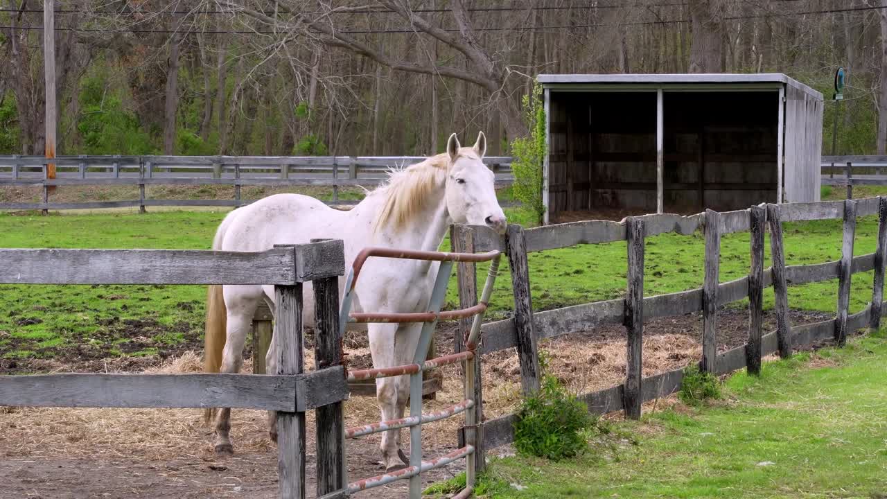 White Lipizzan horse chewing wooden fence on a farm in a field.