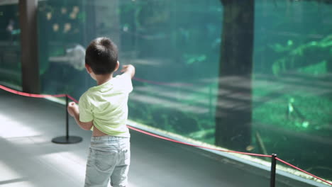 little kid at the science museum aquarium looking at fish in a flooded forest