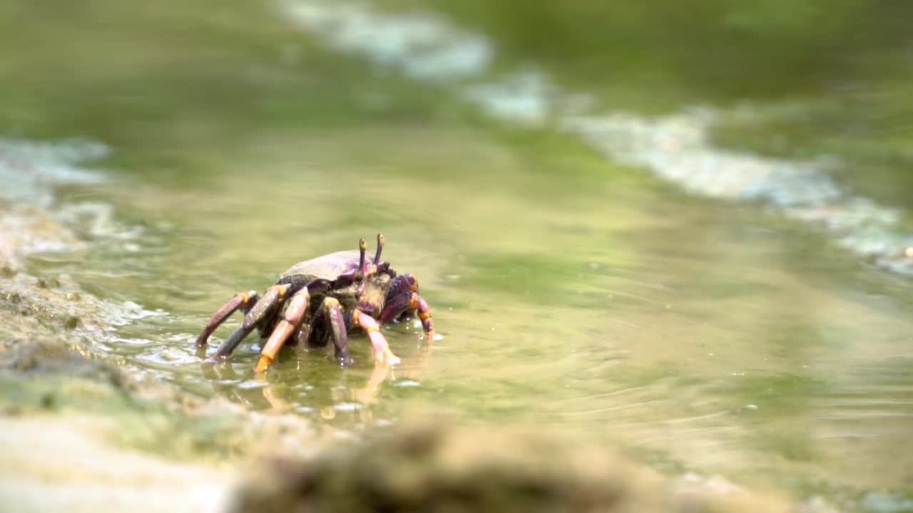 Caranguejo em águas rasas