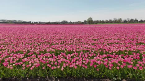 Flying-low-over-beautiful-pink-tulips-in-a-large-field