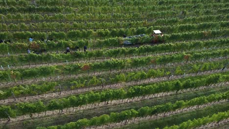 Drone-flight-over-vineyard-and-people-are-harvesting-grapes