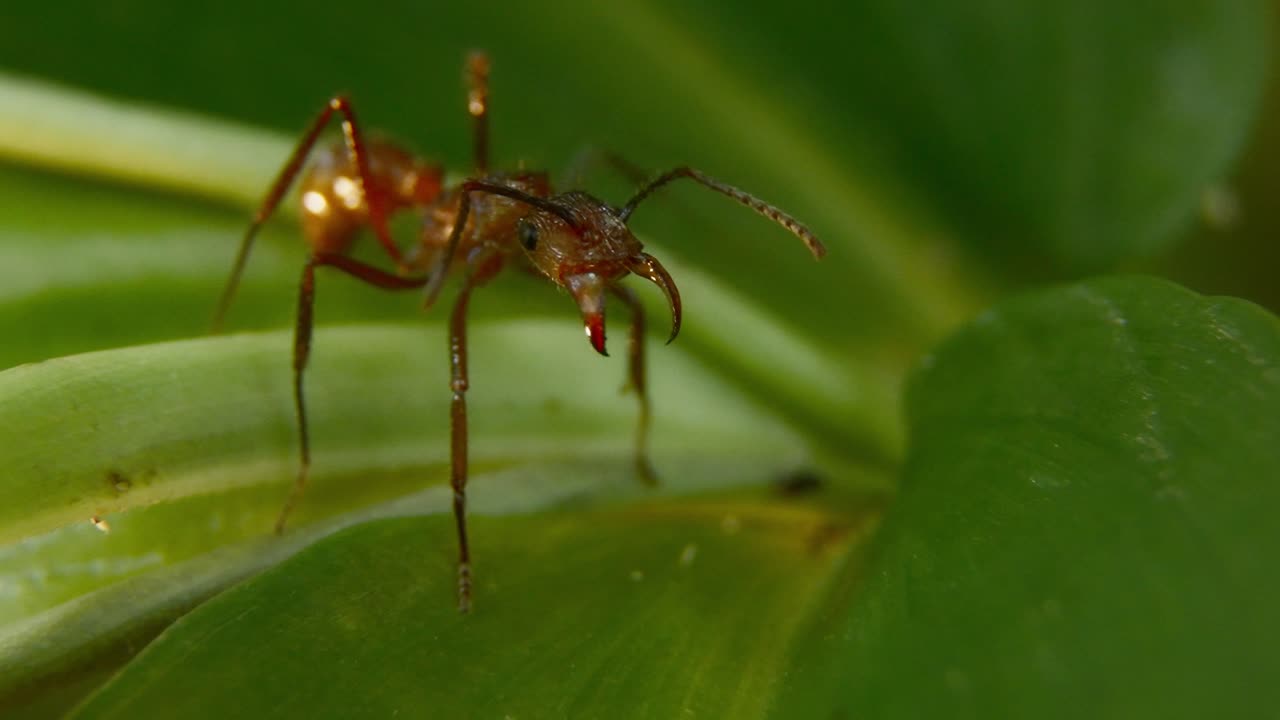 Ant crawling on a leaf, focusing on the fine details of its movement and texture