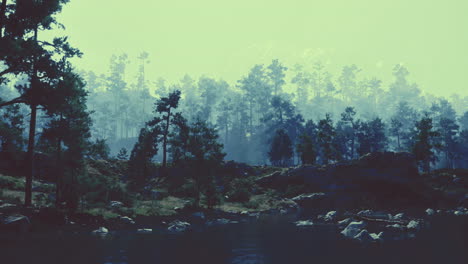 scenic view of dense woodland by a tranquil body of water at dusk