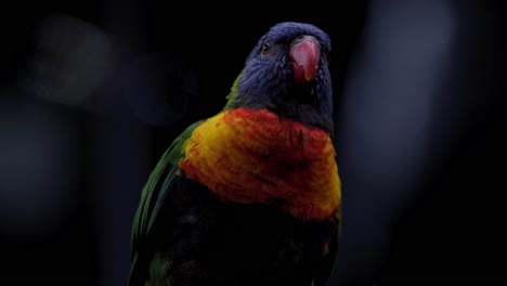 Regenbogenlorikeet-Vor-Bokeh-Hintergrund.-Nahansicht