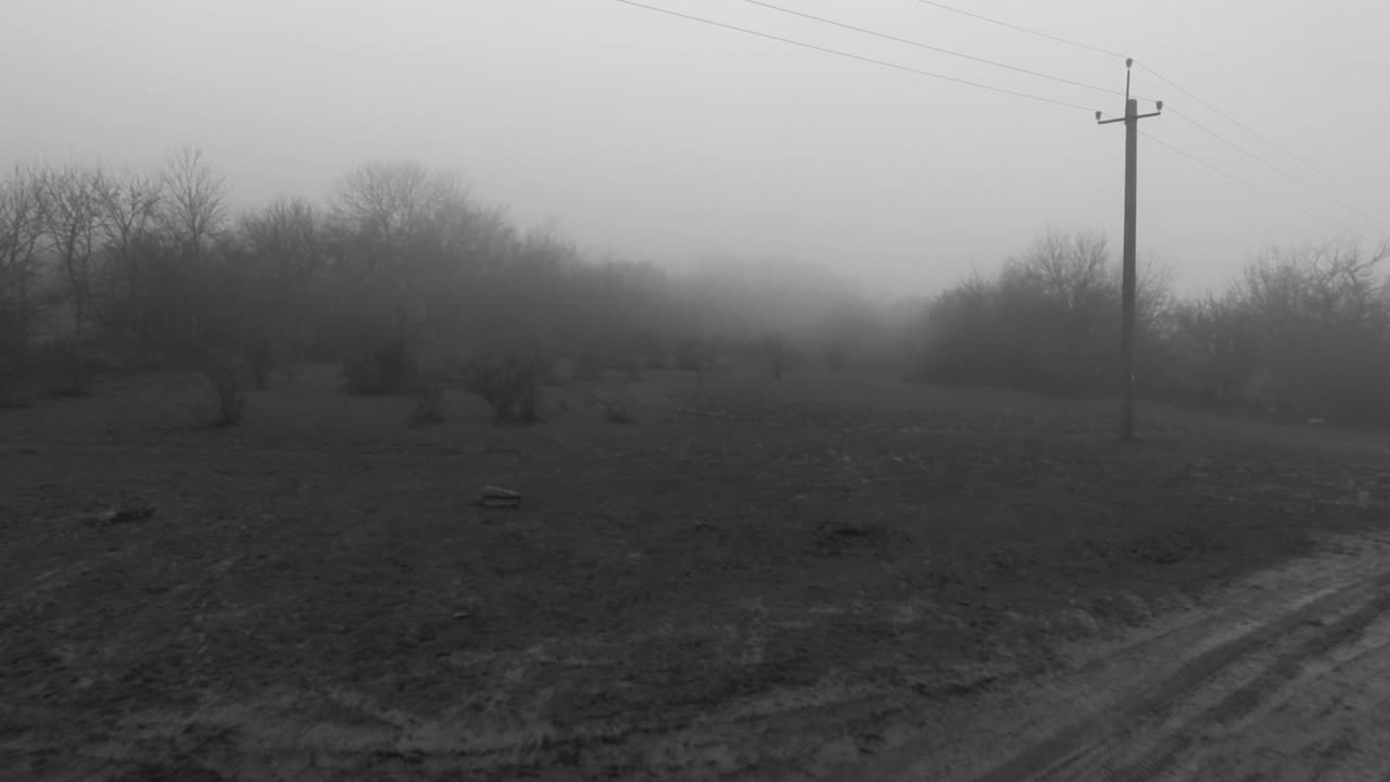 paisaje de bosque de niebla