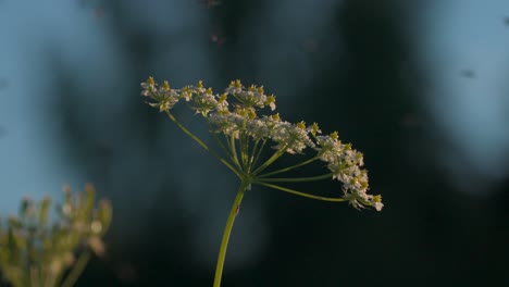 close-up of a wildflower in sunlight