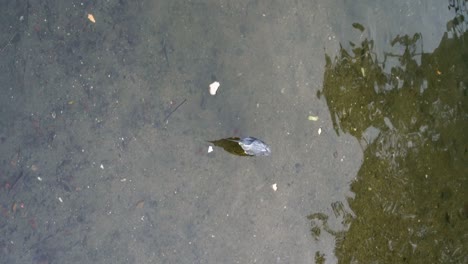 vertical video - bird walk out of frame, canal singapore, low tide