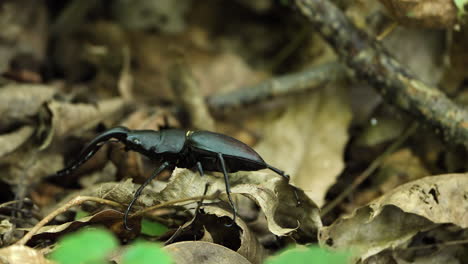 Prosopocoilus-Inclinatus---Escarabajo-Ciervo-Japonés-Arrastrándose-Sobre-Un-Suelo-De-Bosque-Frondoso---Primer-Plano