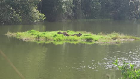 Capybara-Familie-Auf-Einer-Seeinsel-In-Der-Nähe-Von-São-Paulo,-Brasilien