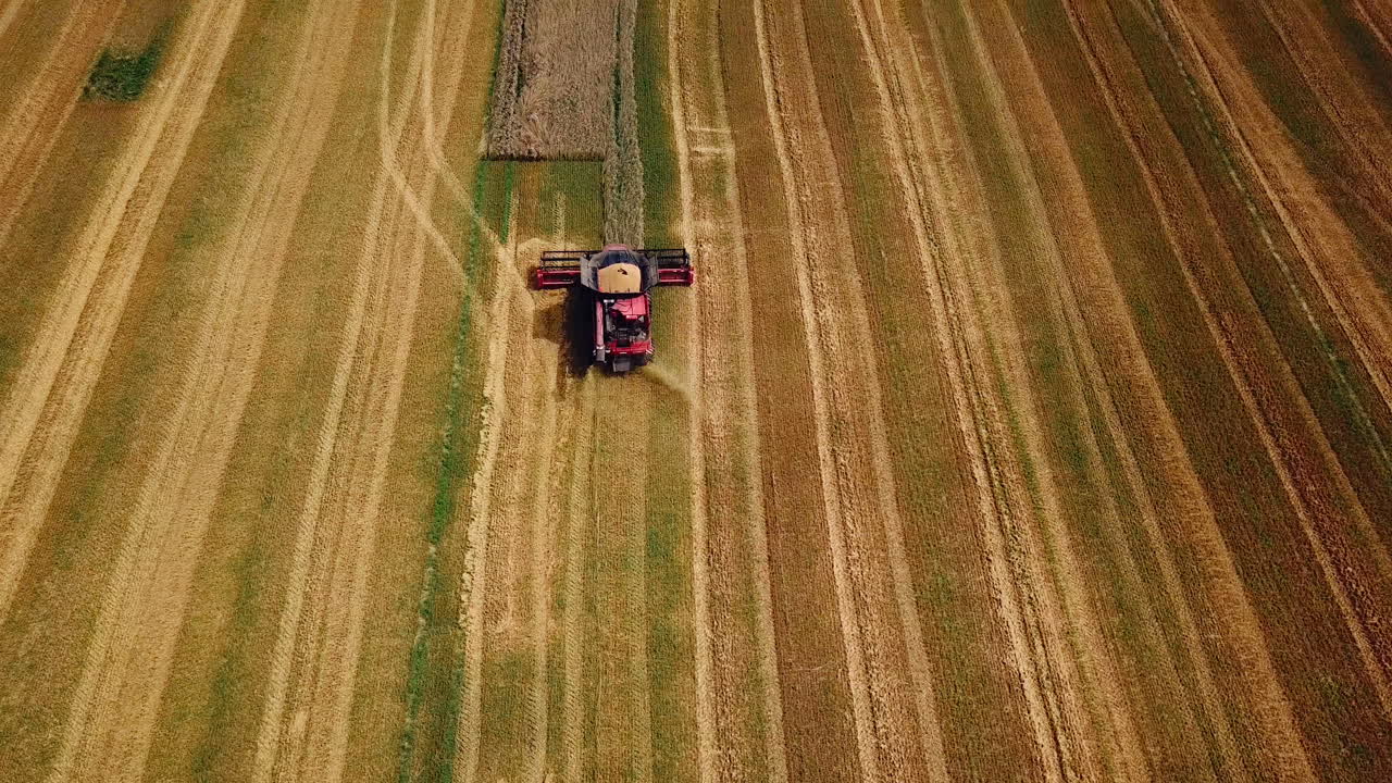 Mietitrebbia al lavoro su un campo di grano dorato e maturo. Tempo di raccolta. Vista aerea