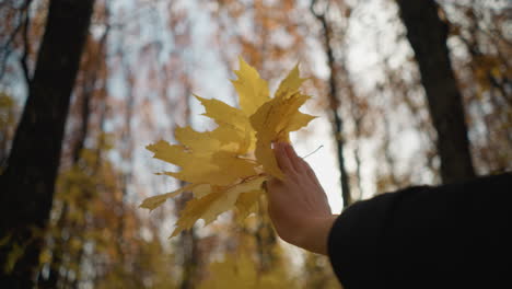 close-up view of a hand in black clothing holding vibrant yellow autumn leaves, gently dropping them as sunlight filters through the dense trees