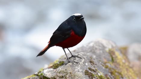 El-Colirrojo-De-Cabeza-Blanca-Es-Conocido-Por-Su-Hermosa-Corona-Blanca,-Alas-De-Color-Azul-Oscuro-Negruzco-Y-Marrón-Debajo-De-Las-Plumas-Y-Su-Cola-Comienza-Con-Rojo