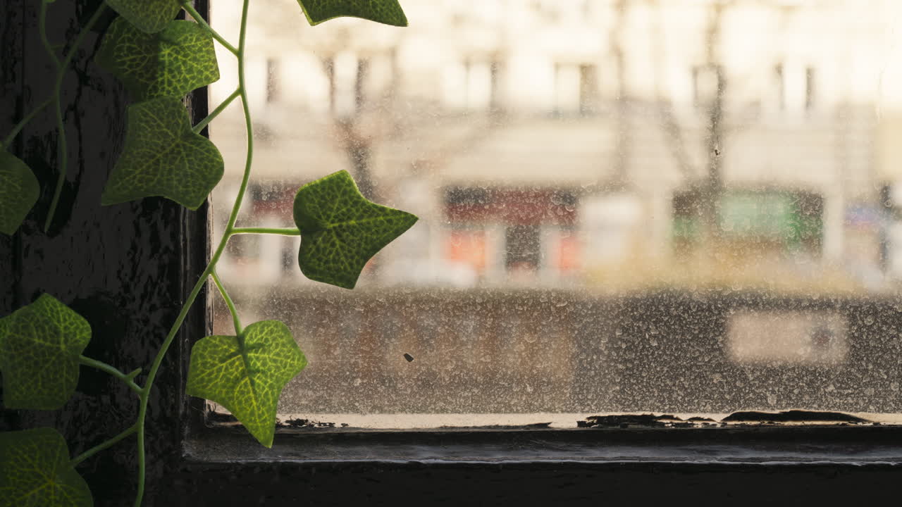 Static shot of dirty window with ivies on it, interior