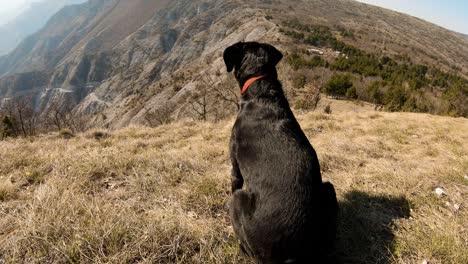 perro labrador negro sentado en una montaña con un hermoso lago de cañón en el fondo