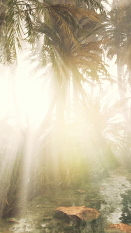 sunbeams shining through the leaves of palm trees in a misty tropical jungle