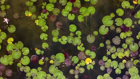 Lily-Pads-From-the-Sky-Above-|-Birds-Eye-View-Looking-Down-|-Pan-Left-to-right-|-Blooming-Flowers-|-Summer-Lily-Pads-|-Aerial-Drone-Shot-|-Loc:-Kaloya-Park,-Kalamalka-Lake,-Oyama-B