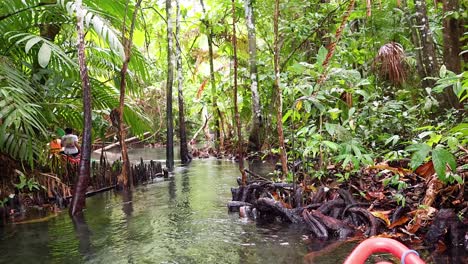 explorando los exuberantes manglares en un sereno viaje en kayak