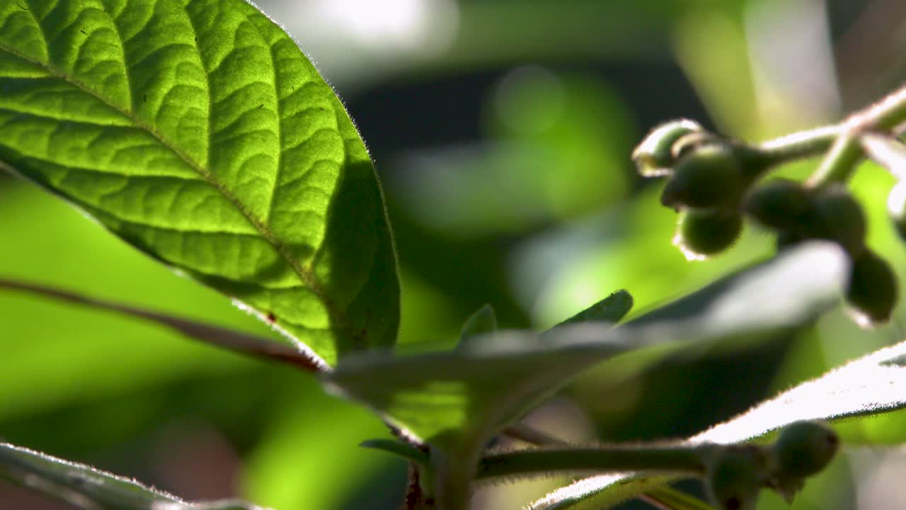 Primer plano de hojas verdes vibrantes y brotes iluminados por la brillante luz natural del sol al aire libre.