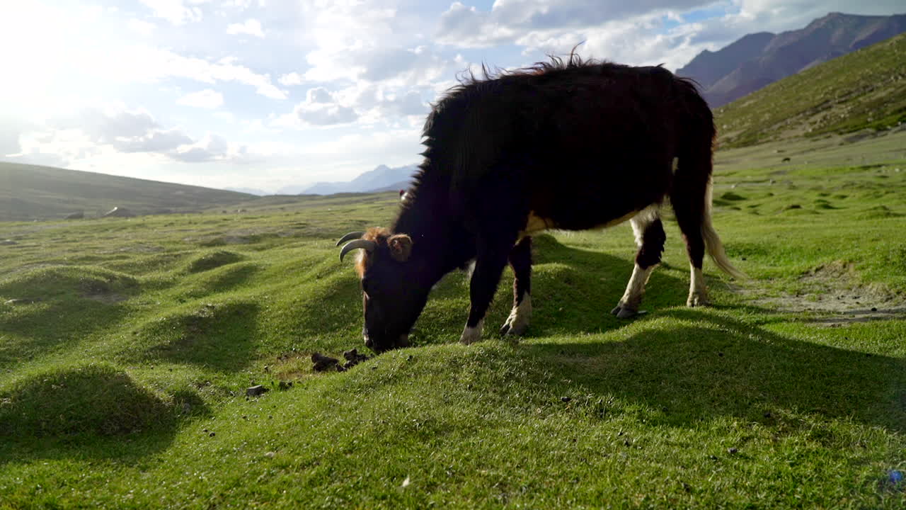 una gran vaca lulu pastando en la hierba verde fresca en las montañas en un día soleado