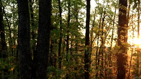 View-of-the-sunrise-peaking-through-the-tress