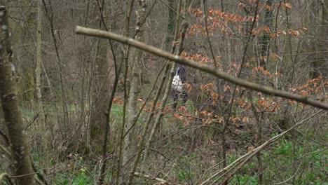 Side-view-tracking-woman-walking-through-forest-gathering-and-collecting-food-in-tote