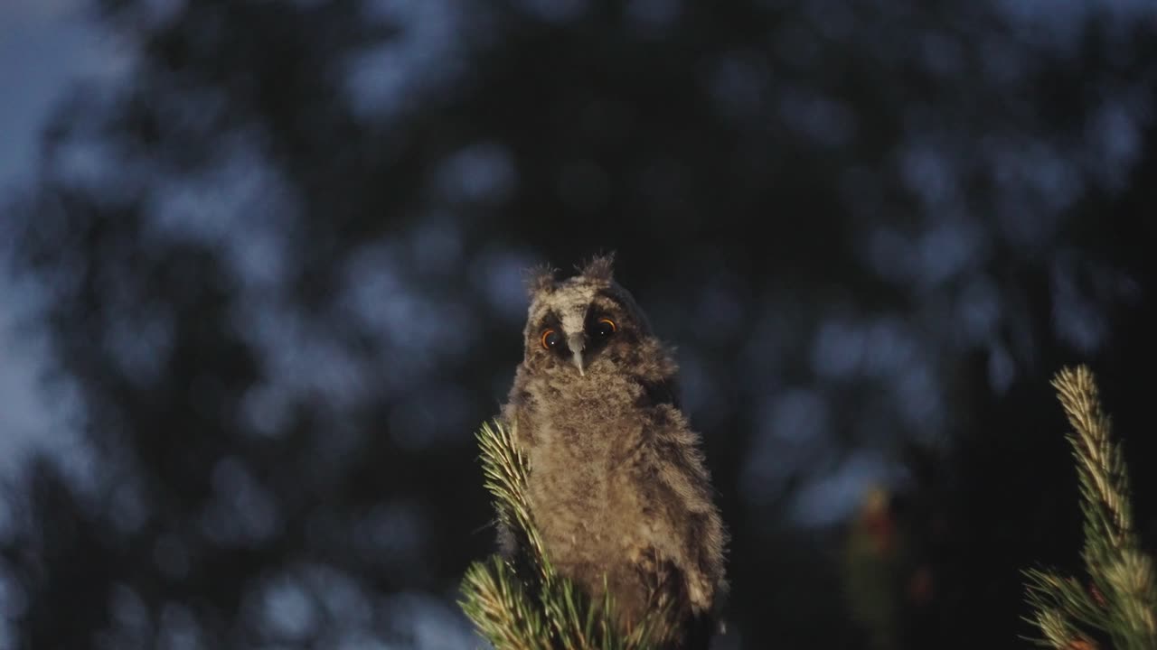 ночной снимок совы, сидящей на сосне, на фоне темно-синего леса