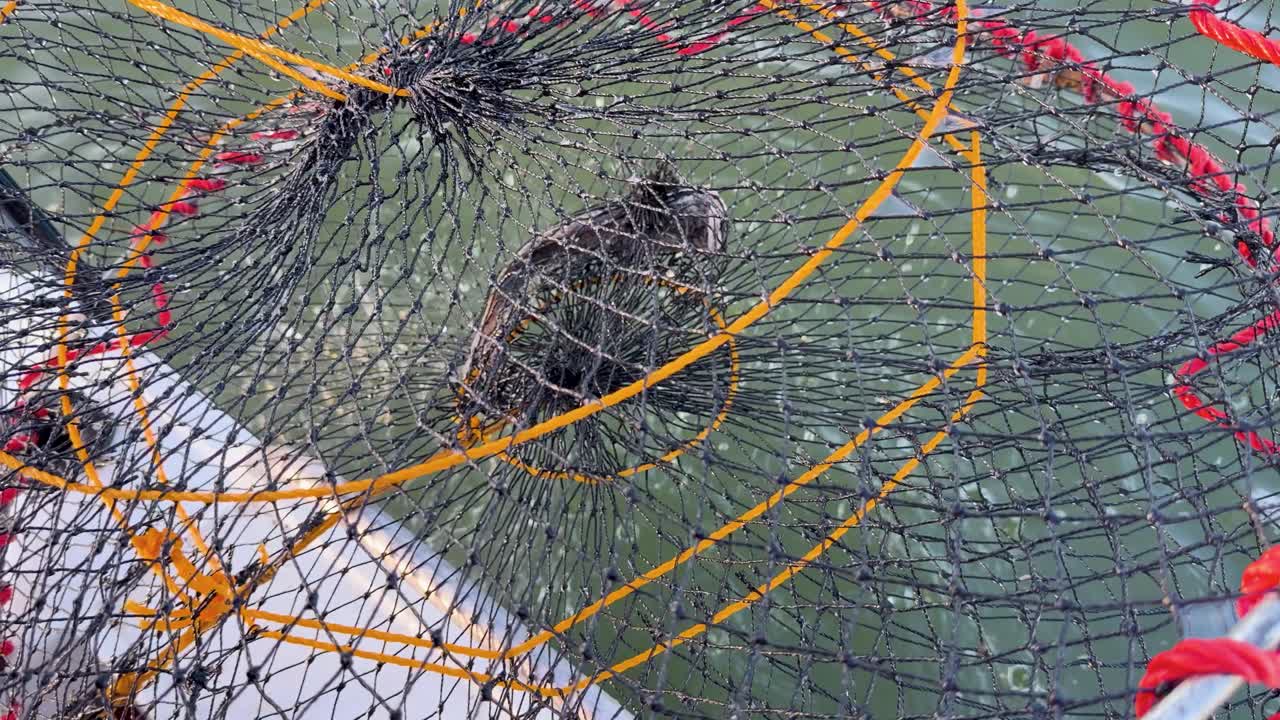 Person retrieves empty lobster pot trap from green water, daylight, handheld camera, close-up perspective